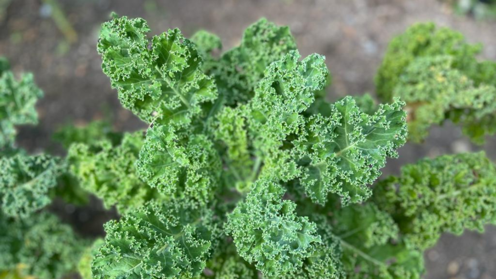 Leeks, Kale and Peas Alice Yeates